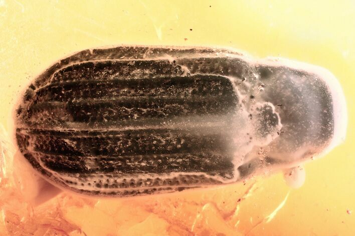 Detailed Fossil Soft-Winged Flower Beetle (Melyris) in Baltic Amber #352691